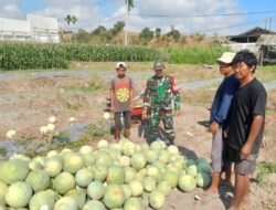 Sinergi Babinsa dan Petani Semangka Tumbuhkan Harapan Desa Lebih Sejahtera