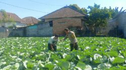 Bhabinkamtibmas Masbagik Utara Sambangi Petani, Dukung Ketahanan Pangan dan Kamtibmas