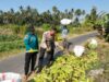 Bhabinkamtibmas Desa Bagik Papan Dampingi Warga Panen Jagung, Dukung Program Ketahanan Pangan