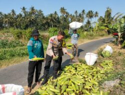 Bhabinkamtibmas Desa Bagik Papan Dampingi Warga Panen Jagung, Dukung Program Ketahanan Pangan