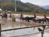Polres Sumbawa Barat Pastikan Festival Barapan Kerbau Jereweh Berlangsung Aman dan Kondusif.