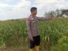 Dukung Ketahanan Pangan Nasional, Polisi Polsek Kenduruan Polresta Tuban Cek Perkembangan Tanaman Jagung Milik Petani