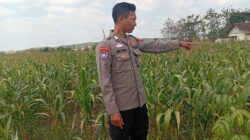 Dukung Ketahanan Pangan Nasional, Polisi Polsek Kenduruan Polresta Tuban Cek Perkembangan Tanaman Jagung Milik Petani