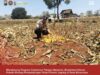 Mendukung Program Ketahanan Pangan, Bhabinkamtibmas Pendampingan Petani Panen Jagung