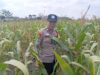 Dukung Asta Cita Presiden, Polsek Kenduruan Polresta Tuban Cek Perkembangan Tanaman Jagung Warga