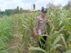 Dukung Astacita Presiden RI, Polisi Polsek Kenduruan Pantau Perkembangan Tanaman Jagung Warga