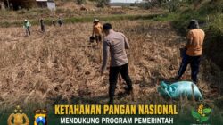 Polsek Montong Polresta Tuban Turun Cek Tanaman jagung Warga di Desa Bringin