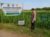 Polsek Montong Polresta Tuban Turun Cek Tanaman jagung Warga di Desa Ngulahan