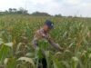 Dukung Astacita Presiden, Petugas Polmas Polsek Kenduruan Polresta Tuban Cek Langsung Lahan Jagung Warga