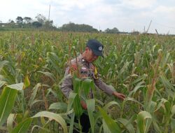 Dukung Astacita Presiden, Petugas Polmas Polsek Kenduruan Polresta Tuban Cek Langsung Lahan Jagung Warga