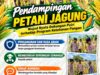 Mendukung Program Ketahanan Pangan, Bhabinkamtibmas Monitoring Pertumbuhan Jagung