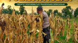 Polsek Tuban Pantau Tanaman Jagung Menjelang Panen, Dukung Ketahanan Pangan Nasional