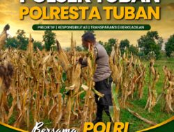 Polsek Tuban Pantau Tanaman Jagung Menjelang Panen, Dukung Ketahanan Pangan Nasional