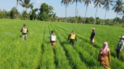 Sinergi Babinsa dan Petani Jaga Kesuburan Lahan