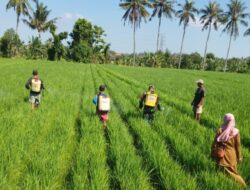 Sinergi Babinsa dan Petani Jaga Kesuburan Lahan