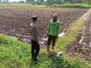 Dukung Swasembada Pangan, Bhabinkamtibmas Polsek Tambakboyo Cek Lahan Sawah Siap Tanam