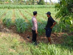 Pastikan Tanaman Tumbuh Optimal, Bhabinkamtibmas Polsek Tambakboyo Cek Lahan Jagung Warga