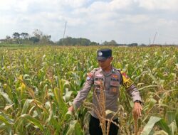 Dukung Astacita Presiden, Polsek Kenduruan Polresta Tuban Cek Perkembangan Tanaman Jagung Warga .