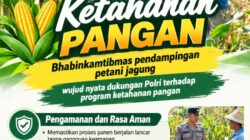 Mendukung Program Ketahanan Pangan, Bhabinkamtibmas Monitoring Pertumbuhan Jagung
