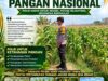 BHABINKAMTIBMAS POLSEK KEREK PANTAU PERTUMBUHAN JAGUNG, WUJUD DUKUNGAN KETAHANAN PANGAN NASIONAL