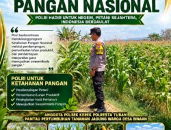 BHABINKAMTIBMAS POLSEK KEREK PANTAU PERTUMBUHAN JAGUNG, WUJUD DUKUNGAN KETAHANAN PANGAN NASIONAL