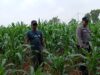 Pastikan Tanaman Tumbuh Subur, Bhabinkamtibmas Polsek Tambakboyo Monitoring Lahan Jagung Warga