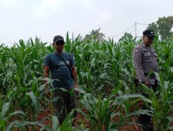 Pastikan Tanaman Tumbuh Subur, Bhabinkamtibmas Polsek Tambakboyo Monitoring Lahan Jagung Warga