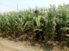 Polisi Polsek jenu Polres Tuban Turun ke Ladang, Dampingi Petani Jagung Dukung Ketahanan Pangan