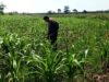 ANGGOTA POLSEK GRABAGAN SAMBANG DESA BINAAN, PANTAU LAHAN JAGUNG DAN MEMASTIKAN SISTEM IRIGASI MASIH LANCAR