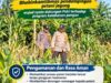 Mendukung Program Ketahanan Pangan, Bhabinkamtibmas Monitoring Pertumbuhan Jagung