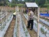 ANGGOTA POLSEK GRABAGAN SAMBANG DESA BINAAN, PANTAU LAHAN JAGUNG DAN MEMASTIKAN SISTEM IRIGASI MASIH LANCAR