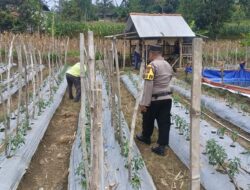 ANGGOTA POLSEK GRABAGAN SAMBANG DESA BINAAN, PANTAU LAHAN JAGUNG DAN MEMASTIKAN SISTEM IRIGASI MASIH LANCAR