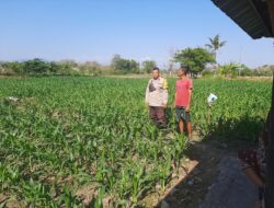 Dukung Program Asta Cita Ketahanan Pangan, Bhabinkamtibmas Desa Kukin Sambangi Petani Jagung dan Dorong Penanaman Hortikultura