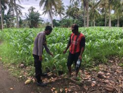 Dukung Ketahanan Pangan, Bhabinkamtibmas Desa Rhee Sambangi Petani yang Sedang Bajak Sawah Seluas 1 Hektare