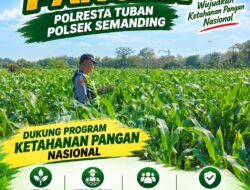 Polri Dukung Astacita, Polsek Semanding Polresta Tuban Turun Cek Tanaman jagung milik Warga di Desa Sambongrejo