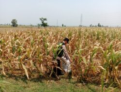 Polisi Polsek jenu Polres Tuban Turun ke Ladang, Dampingi Petani Jagung Dukung Ketahanan Pangan