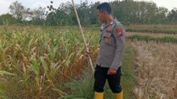 Dukung Ketahanan Pangan, Kanit Binmas Polsek Kenduruan Polresta Tuban Turun Langsung Mengecek Perkembangan Tanaman Jagung Warga