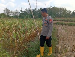 Dukung Ketahanan Pangan, Kanit Binmas Polsek Kenduruan Polresta Tuban Turun Langsung Mengecek Perkembangan Tanaman Jagung Warga