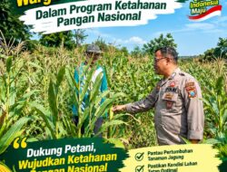 Polsek Bancar Monitoring Lahan Jagung Warga Desa Tenggerkulon, Dukung Program Ketahanan Pangan Nasional*