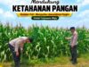 Polsek Tuban Dukung Ketahanan Pangan, Bhabinkamtibmas Monitoring Tanaman Jagung