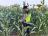 Polisi Polsek jenu Polres Tuban Turun ke Ladang, Dampingi Petani Jagung Dukung Ketahanan Pangan