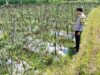 Bhabinkamtibmas Desa Kumbang Monitoring Ketahanan Pangan, Ajak Masyarakat Jaga Kamtibmas