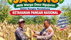 Perkuat Ketahanan Pangan Nasional, Aipda Mariyono Bersama Warga Ngujuran Panen Jagung Raya