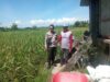Dukung Ketahanan Pangan Nasional, Bhabinkamtibmas Desa Poto Sambangi Lahan Pertanian Warga