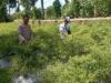 Bhabinkamtibmas Desa Kesik Cek Lahan Ketahanan Pangan Bergizi, Dorong Produktivitas Warga