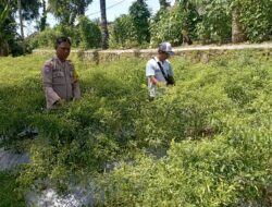 Bhabinkamtibmas Desa Kesik Cek Lahan Ketahanan Pangan Bergizi, Dorong Produktivitas Warga