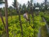 Bhabinkamtibmas Desa Lendang Nangka Cek Lahan Cabai, Dukung Program Ketahanan Pangan Bergizi