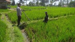 Bhabinkamtibmas Lenek Pesiraman Sambangi Warga, Monitoring Ketahanan Pangan dan Imbau Jaga Kamtibmas