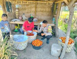 Bhabinkamtibmas Desa Bagik Papan Sambangi Petani, Cek Panen Tomat, dan Berikan Imbauan Kamtibmas