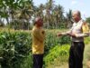 Babinkamtibmas Kelurahan Kelayu Selatan Aiptu Maksimianus Nahak Laksanakan Pengecekan Tanaman Jagung Dan Sampaikan Imbauan Kamtibmas